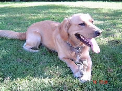 Golden retriever Nikki - Er han ikke bare hamrende flot? billede 1