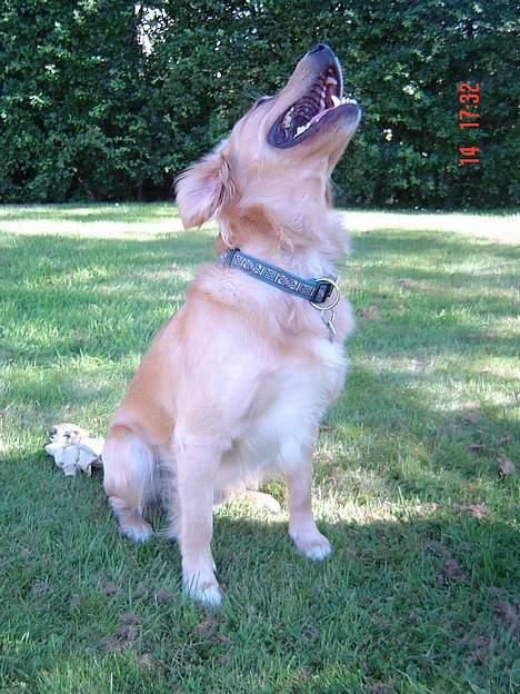 Golden retriever Nikki - Og igen - stadig lige flot :o) billede 2