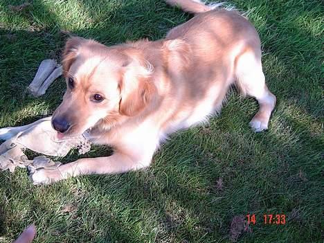 Golden retriever Nikki - Han ER altså flot?! ;o) billede 3