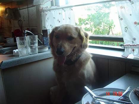 Golden retriever Nikki - Se, han har bordmanerer ;o) billede 4