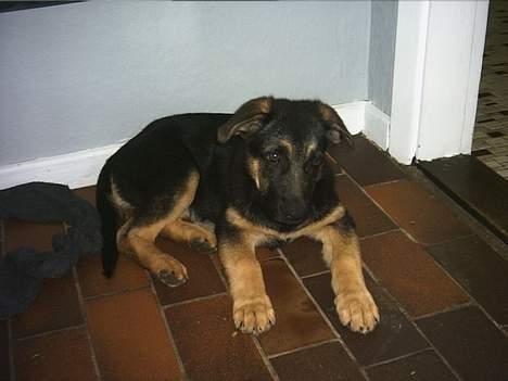 Schæferhund trille *aflivet* :-( - trille. ca 13 uger gammel. billede 1