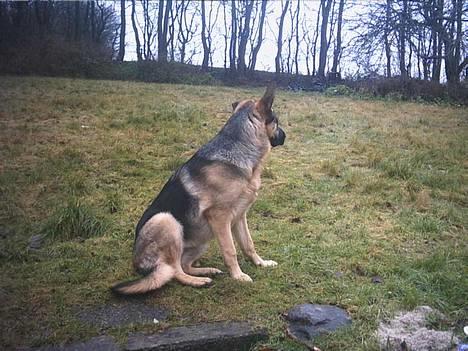 Schæferhund trille *aflivet* :-( - 15/12-04 billede 2