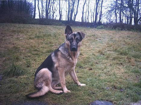 Schæferhund trille *aflivet* :-( billede 3