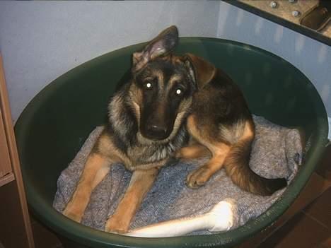 Schæferhund trille *aflivet* :-( billede 4