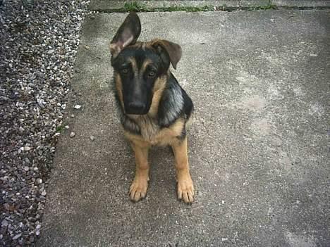 Schæferhund trille *aflivet* :-( billede 5