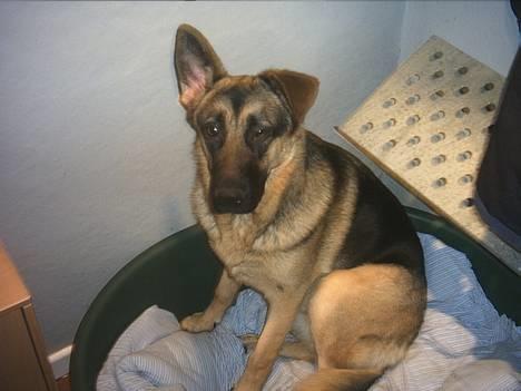 Schæferhund trille *aflivet* :-( billede 6