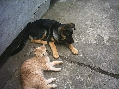 Schæferhund trille *aflivet* :-( billede 7