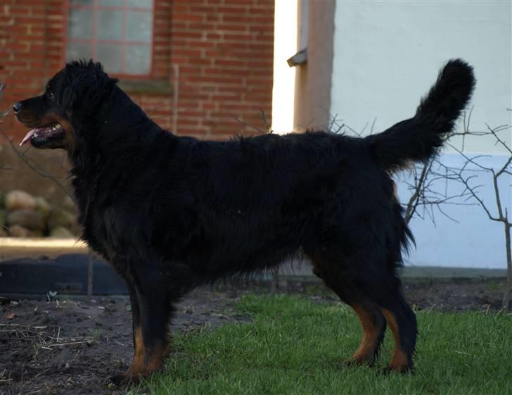 Rottweiler Chang - Chang står lige og lure på ponyerne billede 7