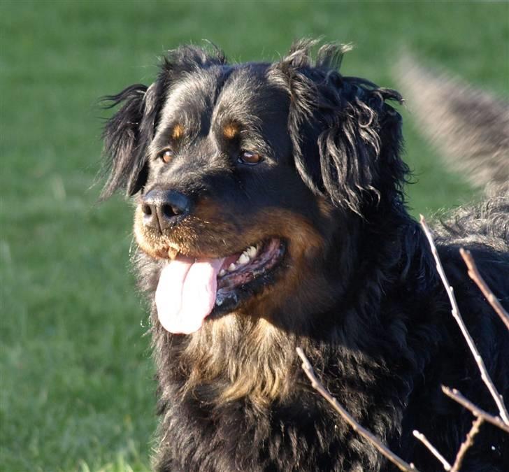 Rottweiler Chang - Chang har fået øje på en pony billede 8