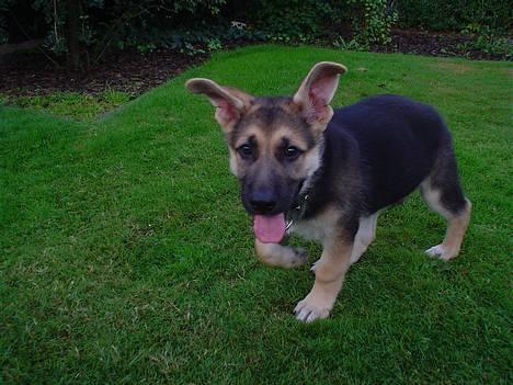 Schæferhund meilo - jubii nu stritter mine øre næsten helt.... billede 1