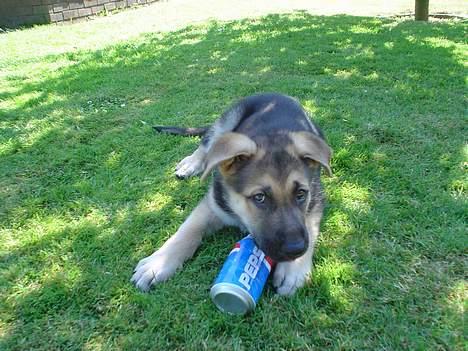 Schæferhund meilo - jeg kan ikke få hul på den men det skal nok komme, jeg bliver bare ved med at prøve billede 2
