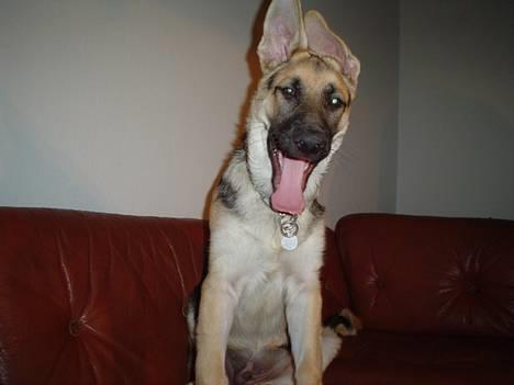 Schæferhund meilo - se jeg må side i sofaen..... billede 3