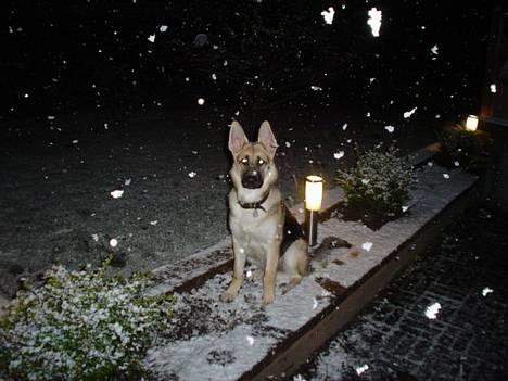 Schæferhund meilo - jeg elsker sne.... billede 4
