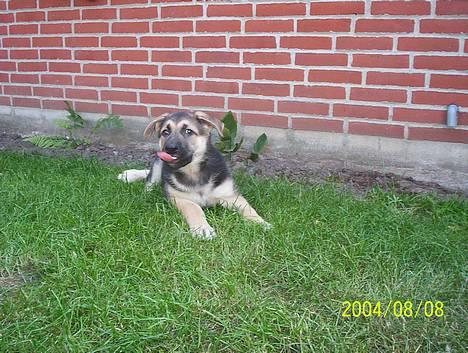 Schæferhund meilo - min første dag væk fra mor....  billede 5