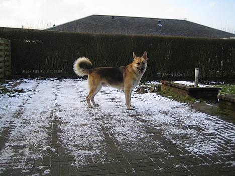 Schæferhund meilo - stå´ ret´.. billede 6