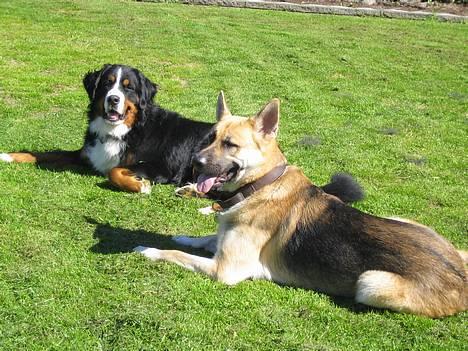 Schæferhund meilo - ligger vi ikke bare fin her? billede 7