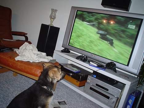 Schæferhund meilo - vær stille jeg ser tv.... billede 8