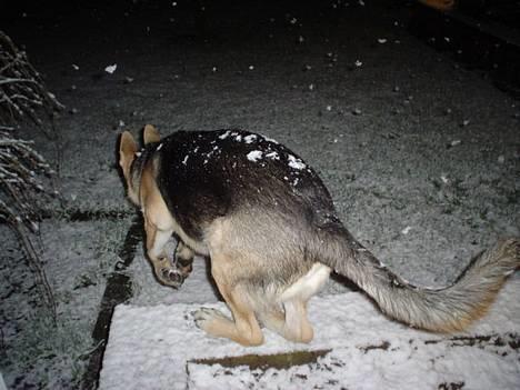 Schæferhund meilo - jeg er sikker på at jeg er en kenguro..... billede 9