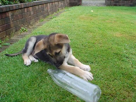 Schæferhund meilo - der er for lidt i de flasker billede 10