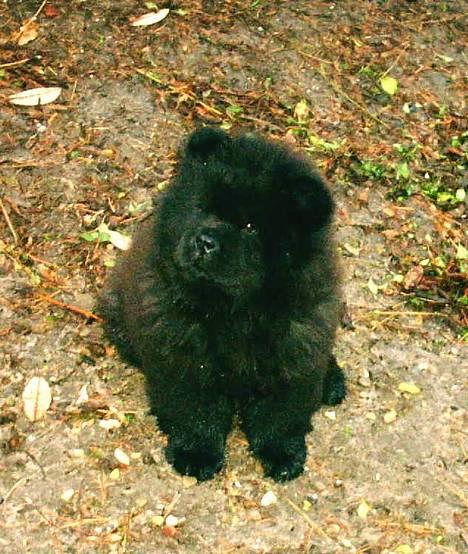 Chow chow Balder/ Incipit Que Feliz - Balder som helt lille baby! billede 1