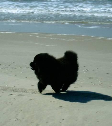 Chow chow Balder/ Incipit Que Feliz - "Hæ hæ fang mig hvis i kan" billede 2