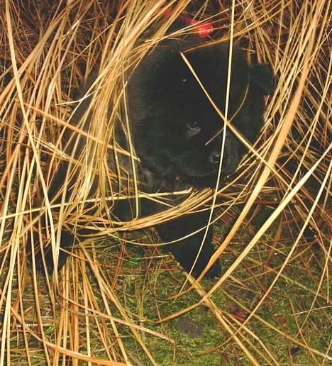 Chow chow Balder/ Incipit Que Feliz - Bjørneunge i skjul. billede 3