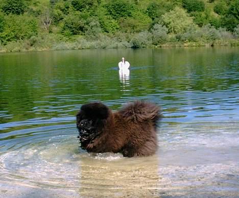 Chow chow Balder/ Incipit Que Feliz - Morgenbad i kridtgraven med en svane som tilskuer billede 4
