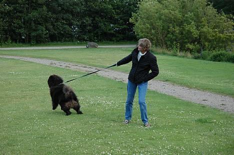 Chow chow Balder/ Incipit Que Feliz - Hvem går med hvem her? billede 5