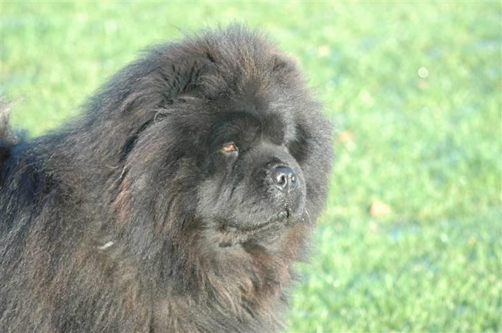 Chow chow Balder/ Incipit Que Feliz - Hvem sagde ost!? billede 6