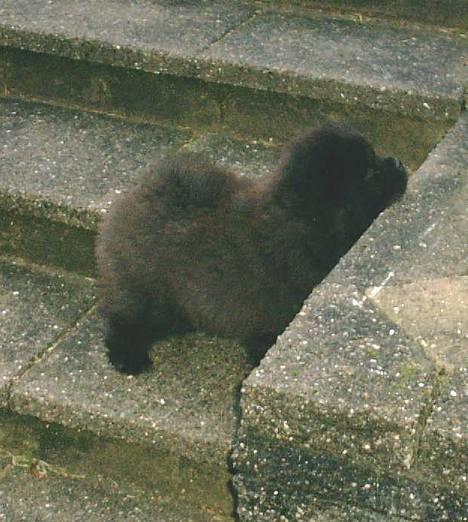 Chow chow Balder/ Incipit Que Feliz - "Jeg kan liiiiige se over her hvis jeg nu står på tæer!" billede 7