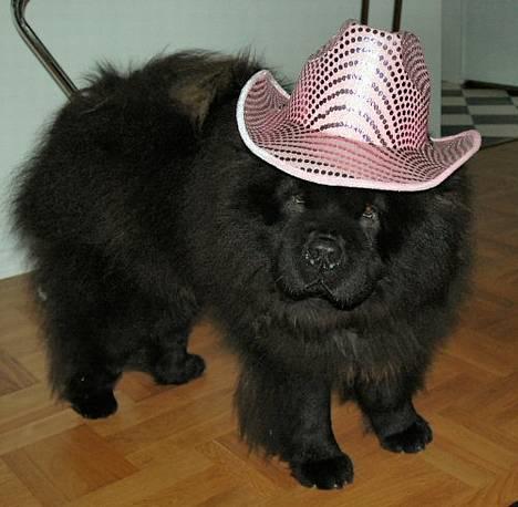 Chow chow Balder/ Incipit Que Feliz - Jeg er en glad lille cowboy! billede 8