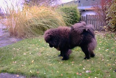 Chow chow Balder/ Incipit Que Feliz - "Det blad vender forkert!!" billede 9
