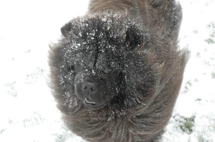 Chow chow Balder/ Incipit Que Feliz billede 10
