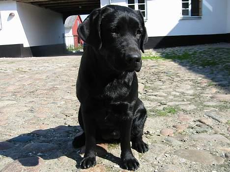 Labrador retriever Mokka - Mokka, august 2004. Billedet er taget fra en lidt sjov vinkel. billede 8