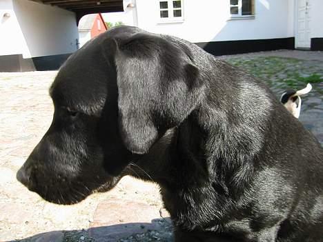 Labrador retriever Mokka - Dejlige Mokka igen. billede 9