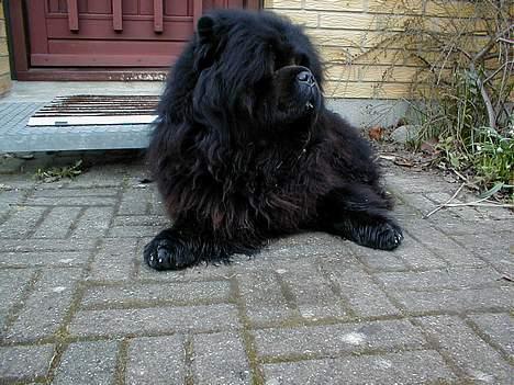 Chow chow Samson billede 4