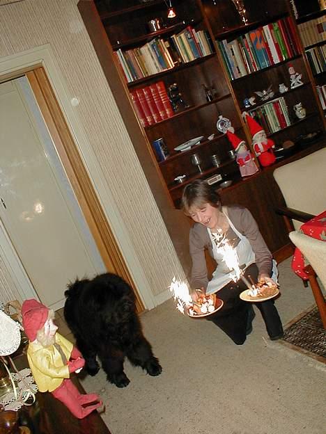 Chow chow Samson - Samson har fødeseldag!!! billede 10