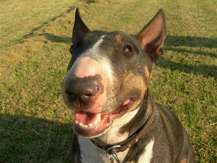 Bullterrier miniature   tazz billede 1