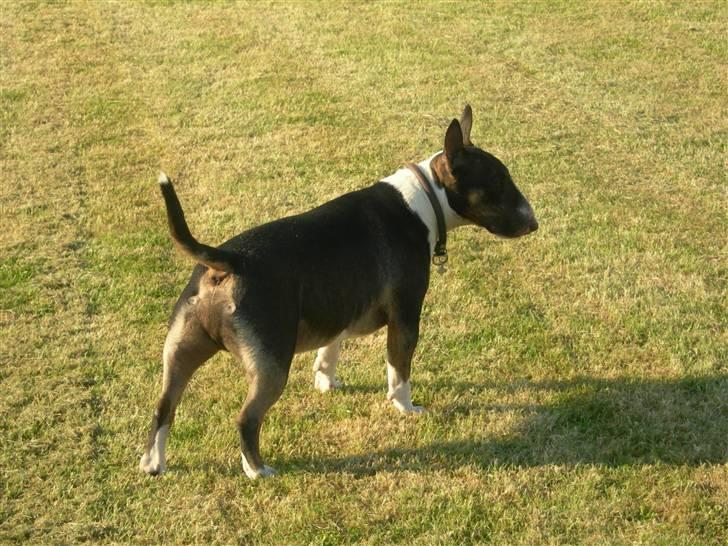 Bullterrier miniature   tazz billede 2