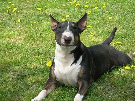 Bullterrier miniature   tazz billede 3