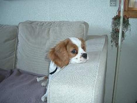 Cavalier king charles spaniel Tulle - Her ligger hun og er lige vognet billede 1
