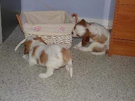 Cavalier king charles spaniel Tulle - Her leger de 2 små hvalpe gemmer billede 2