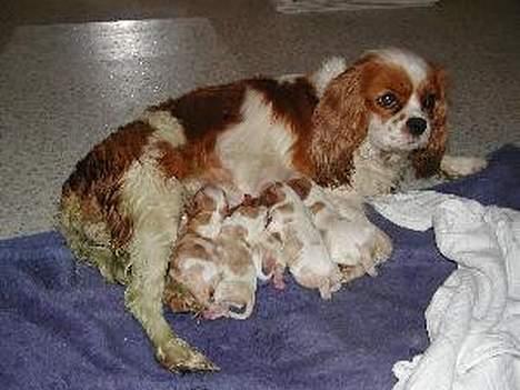 Cavalier king charles spaniel Tulle - Her drikker alle 6 små hvalpe mælk fra tulle billede 3