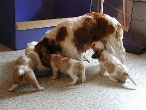 Cavalier king charles spaniel Tulle - Mor leger fanger med Tor, Bølle og Mulle billede 4