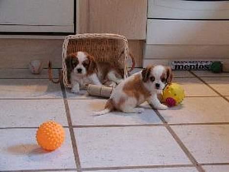 Cavalier king charles spaniel Tulle - Her legede Tor og Bølle gemmer men nu blev de altsår trætte billede 5