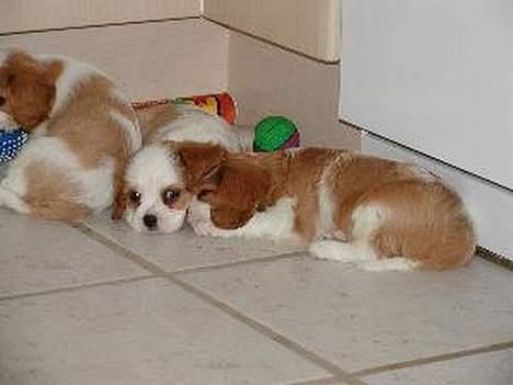 Cavalier king charles spaniel Tulle - Hvalpene slapper af. Den der kigger har vi lige fundet navn til: Mulle billede 6