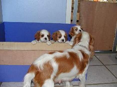 Cavalier king charles spaniel Tulle - Her kysser Tulle lige 3 hvalpe godnat billede 7
