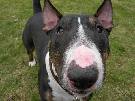 Bullterrier miniature   tazz billede 4