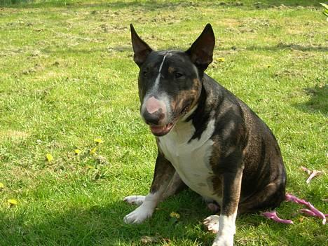 Bullterrier miniature   tazz - puha det er varmt billede 5