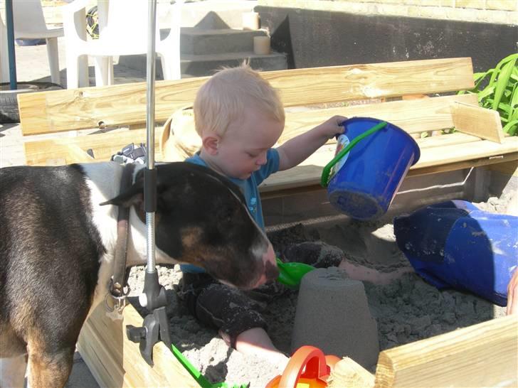 Bullterrier miniature   tazz - tazz syntes sandkassen er meget spændende:-) billede 6